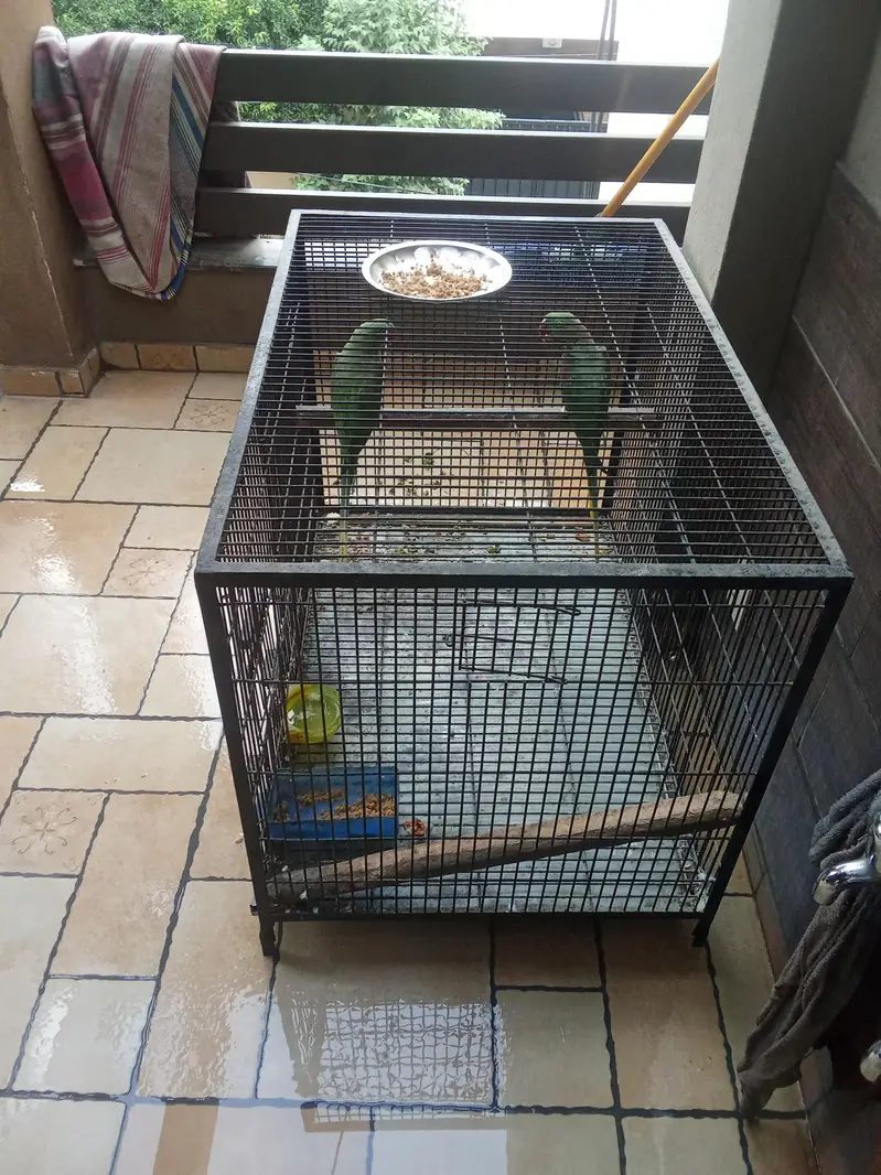 raw parrots — photo 3