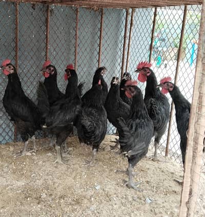 Black Australorp pairs