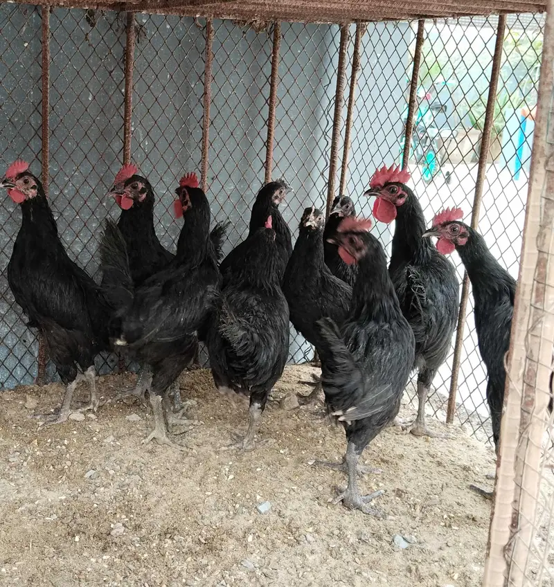 Black Australorp pairs