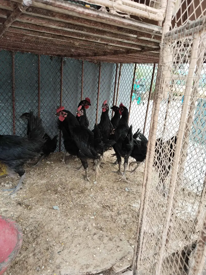 Black Australorp pairs — photo 2