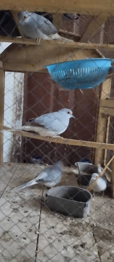 Australia doves