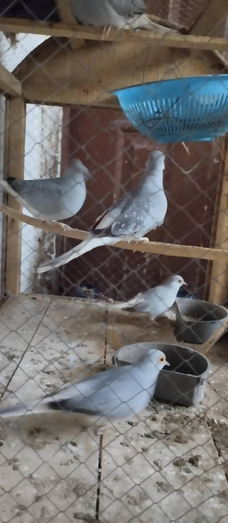Australia doves 1