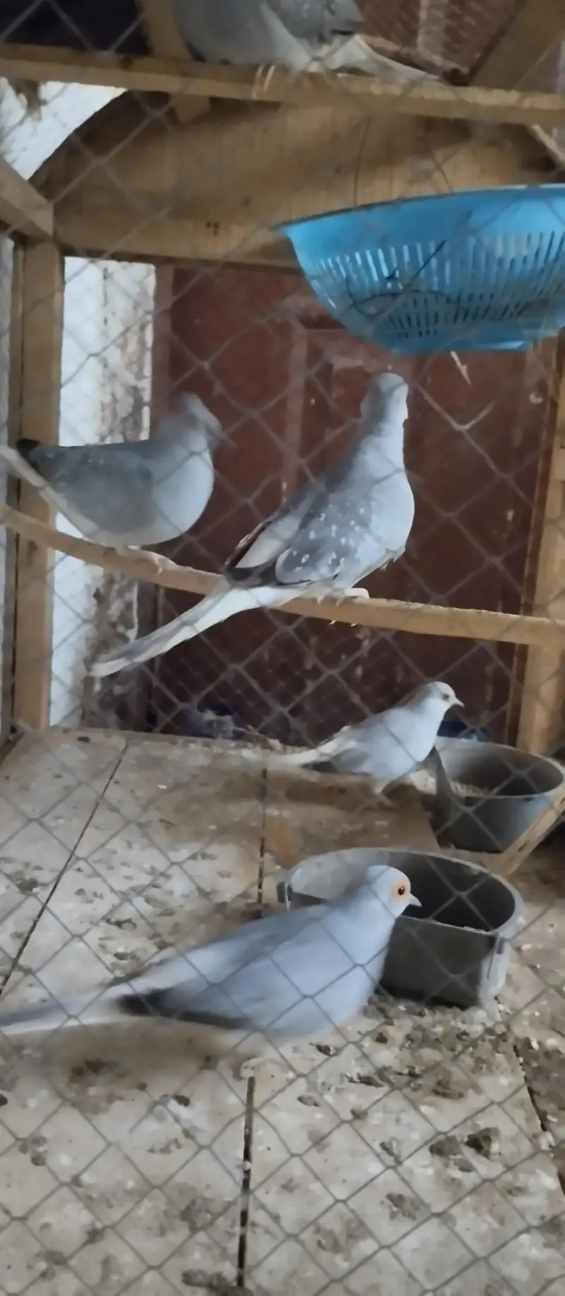 Australia doves — photo 2