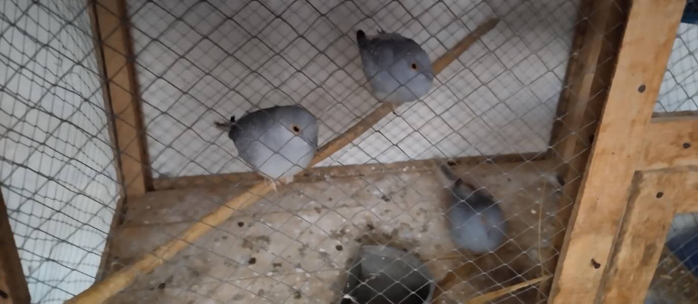 Australia doves 2