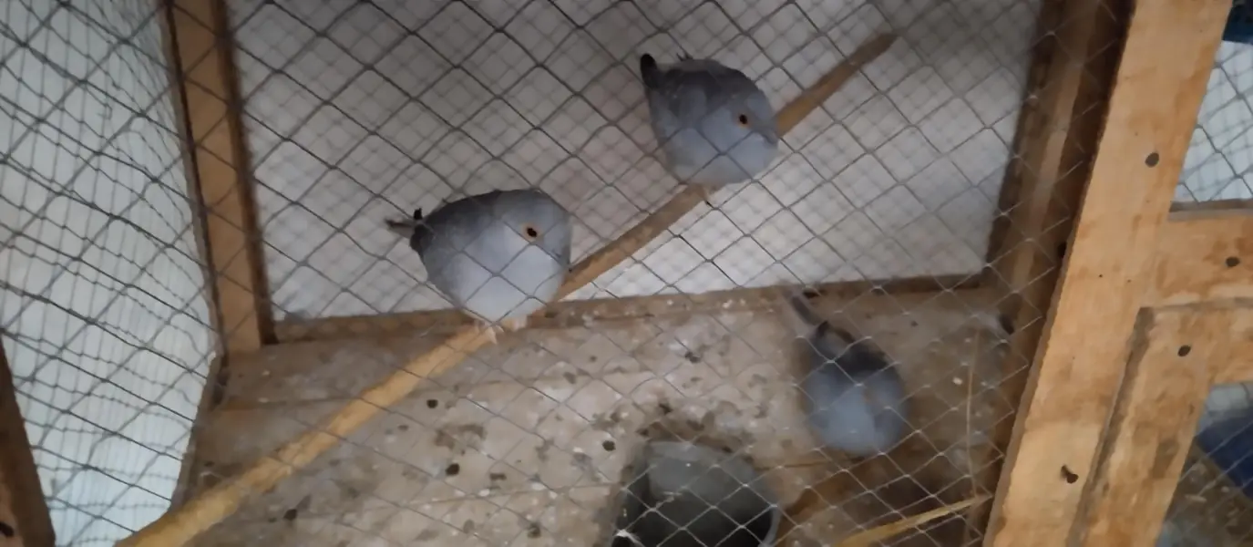 Australia doves — photo 3