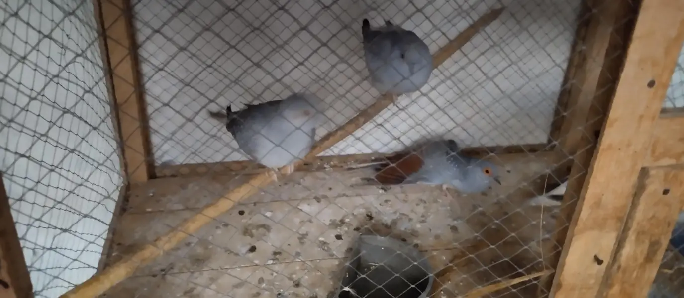 Australia doves — photo 4