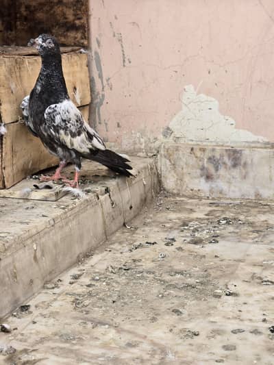 Teddy Pigeon/Teddi Kabootar/sherazi/black