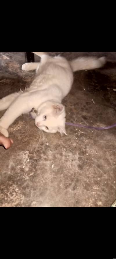 Turkish angora male cat
