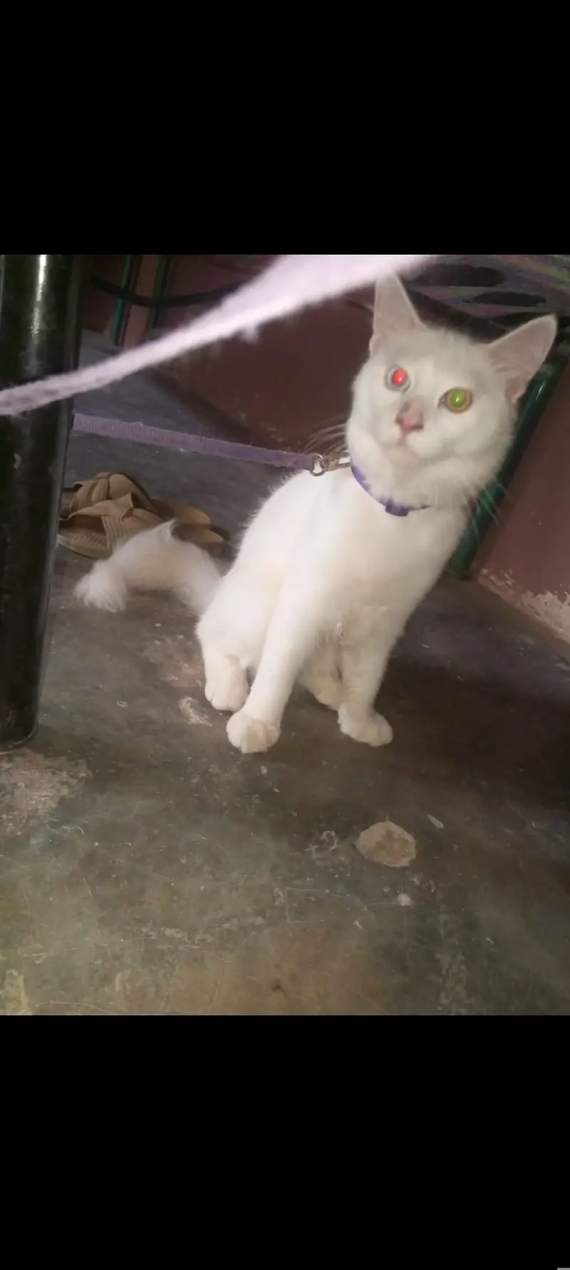 Turkish angora male cat — photo 2