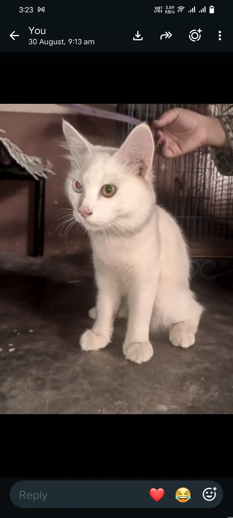 Turkish angora male cat — photo 3
