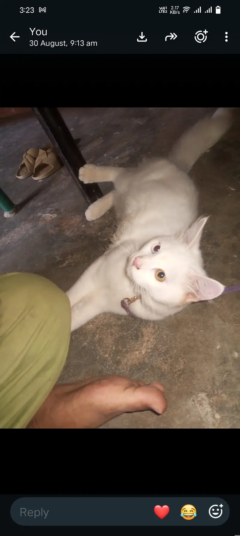 Turkish angora male cat — photo 4