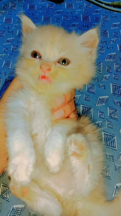 Pershan kittens available for sale