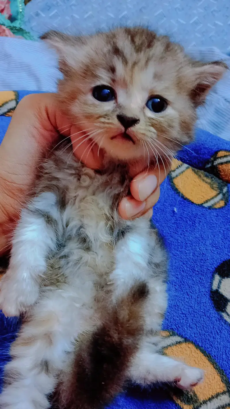 Pershan kittens available for sale — photo 2