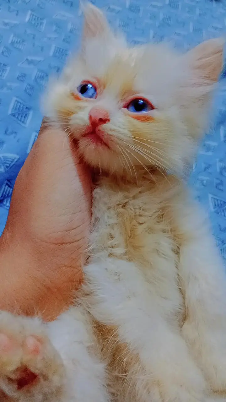 Pershan kittens available for sale — photo 3