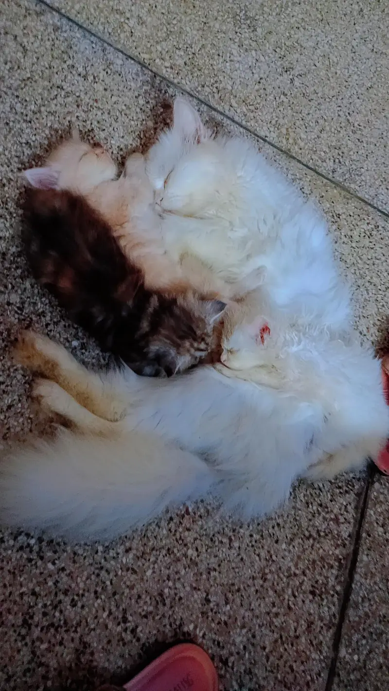Pershan kittens available for sale — photo 4