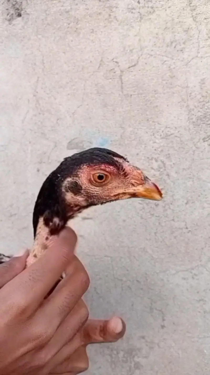 Mother with 2 chicks — photo 3