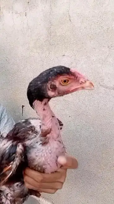 Mother with 2 chicks — photo 4