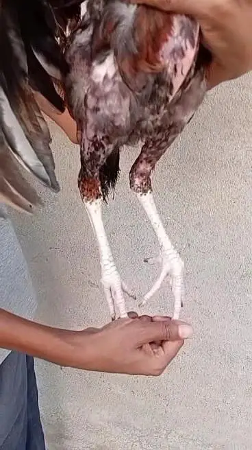 Mother with 2 chicks — photo 7