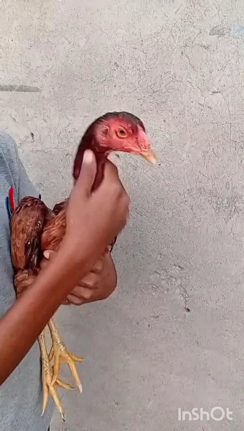 Mother with 2 chicks — photo 8