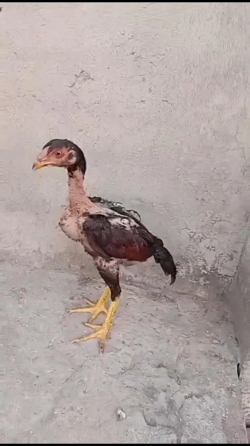 Mother with 2 chicks — photo 10
