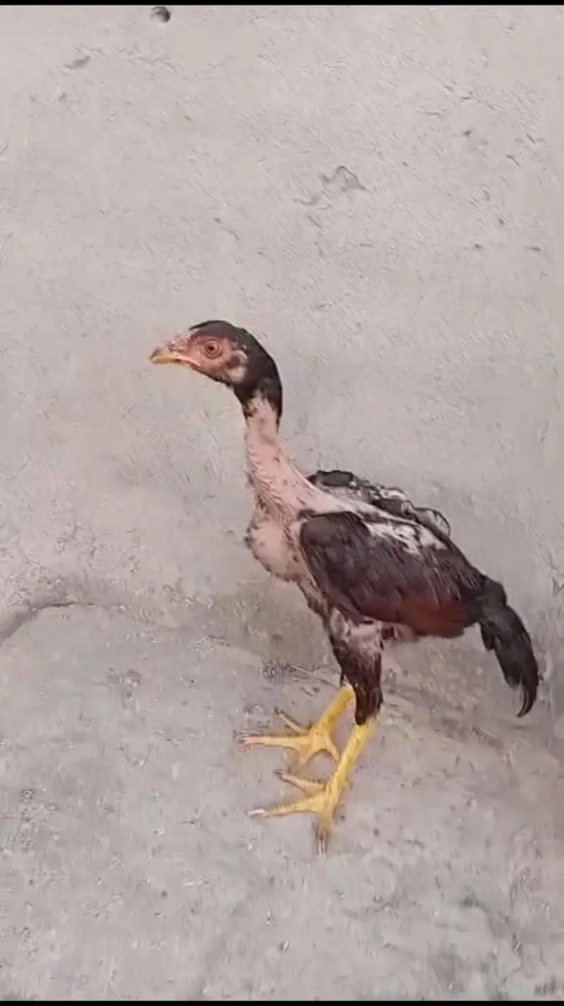 Mother with 2 chicks — photo 11