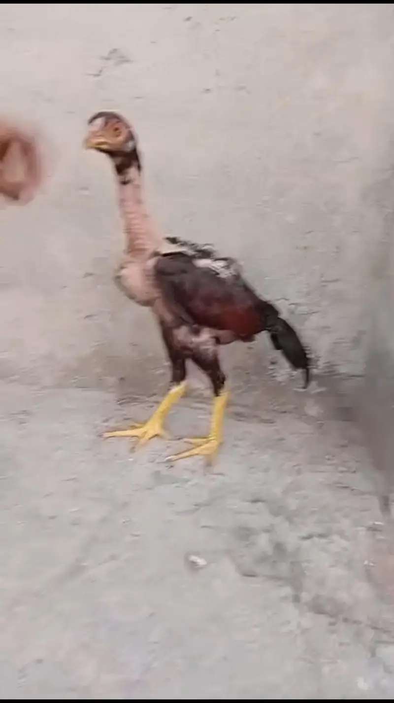 Mother with 2 chicks — photo 12