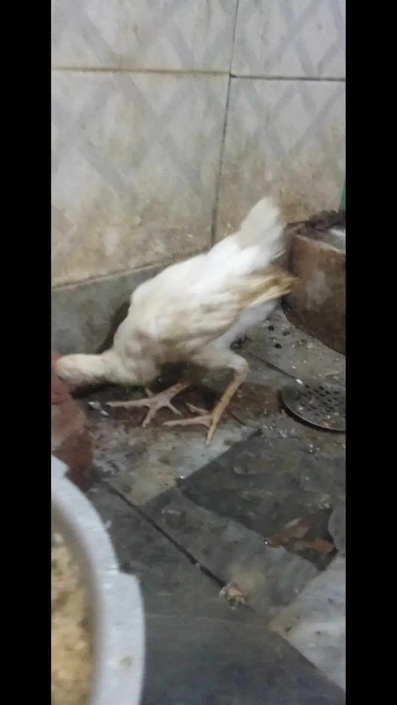 Hens for sale — photo 2