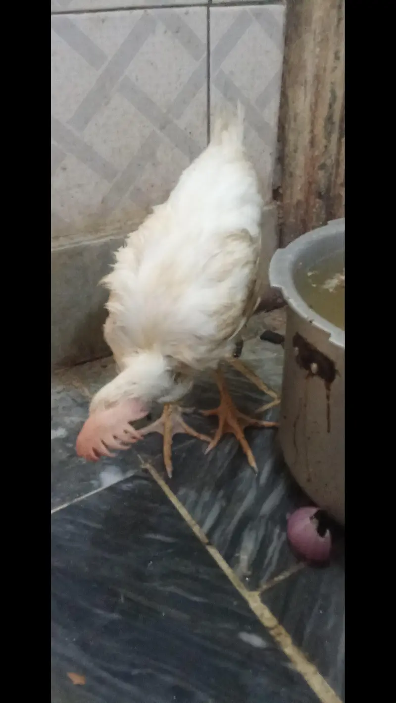 Hens for sale — photo 3