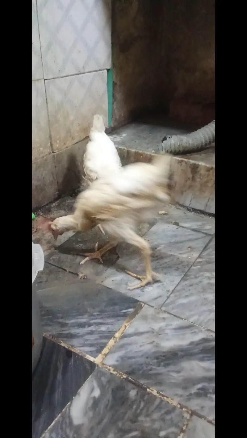 Hens for sale — photo 4