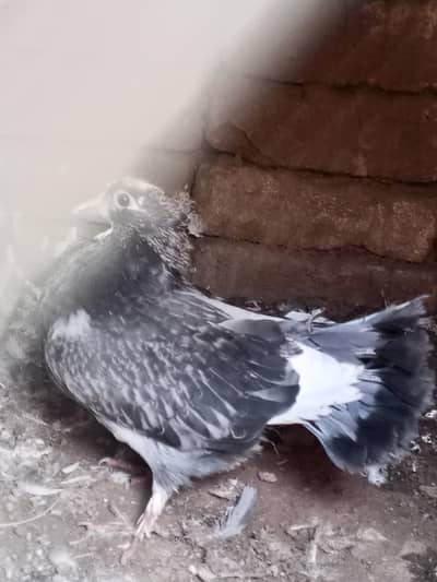 lucky pegion chick available for handtame