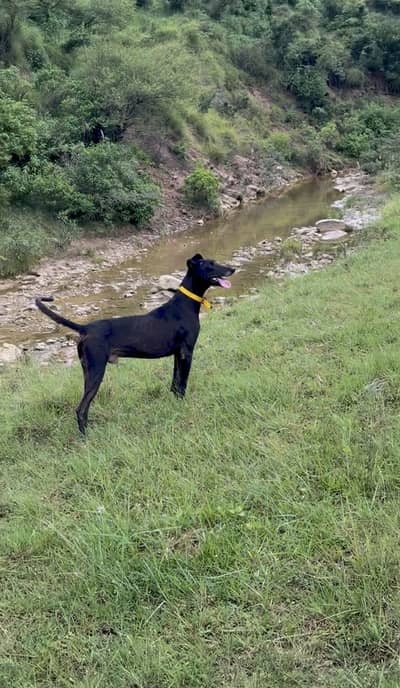 Gray hound cross breed