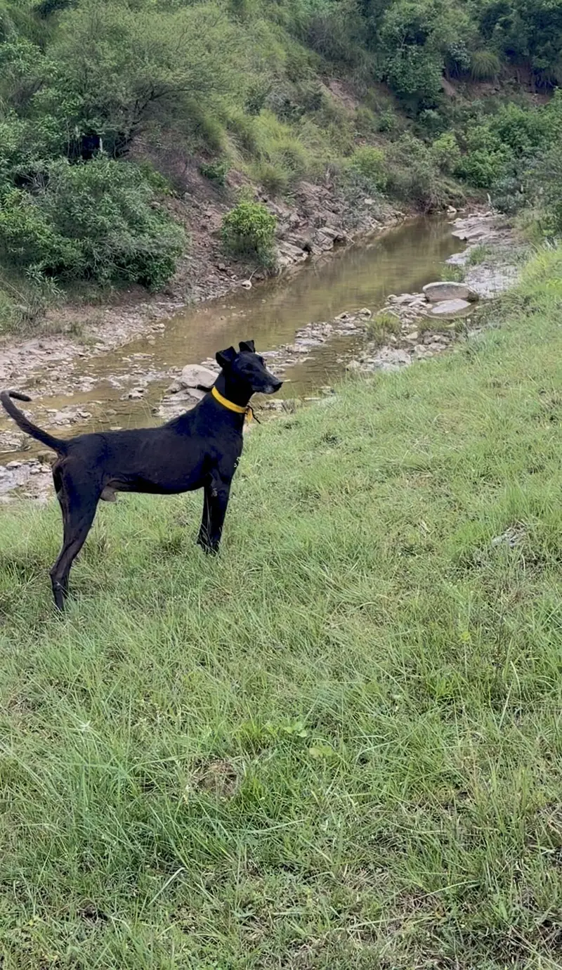 Gray hound cross breed — photo 2
