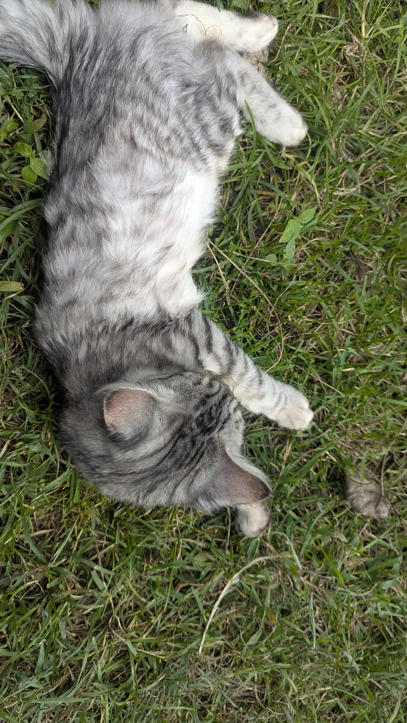 silver tabby Caine monie — photo 2
