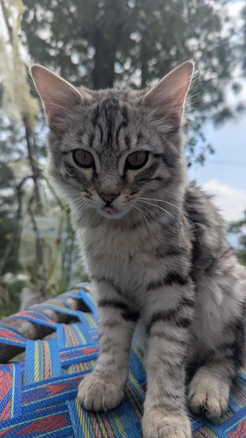 silver tabby Caine monie — photo 3