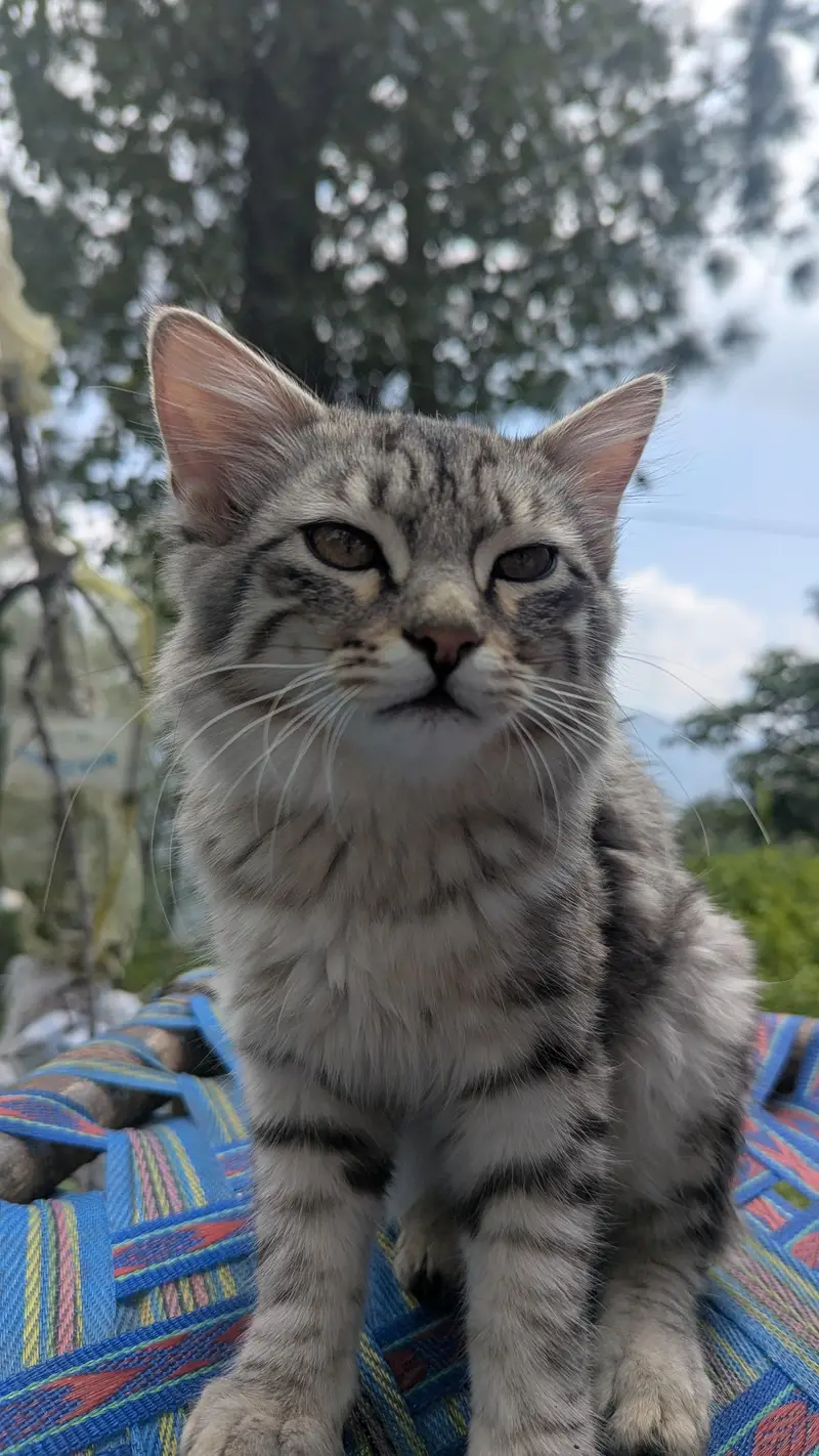 silver tabby Caine monie — photo 4