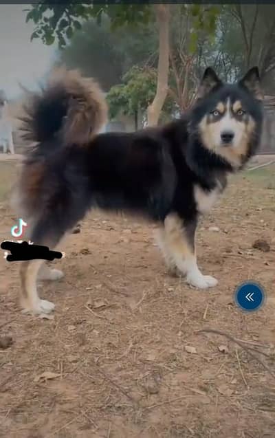 husky dog