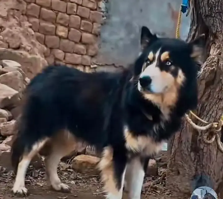 husky dog — photo 2