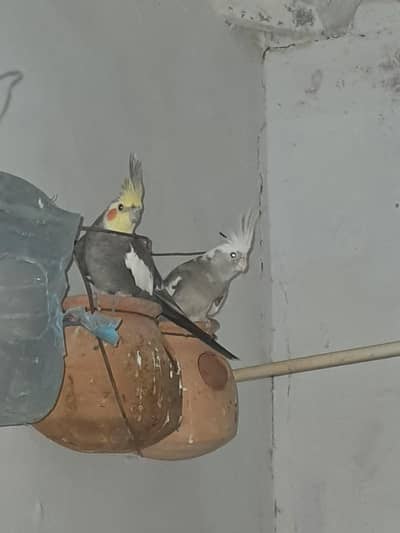 Cocktail pair