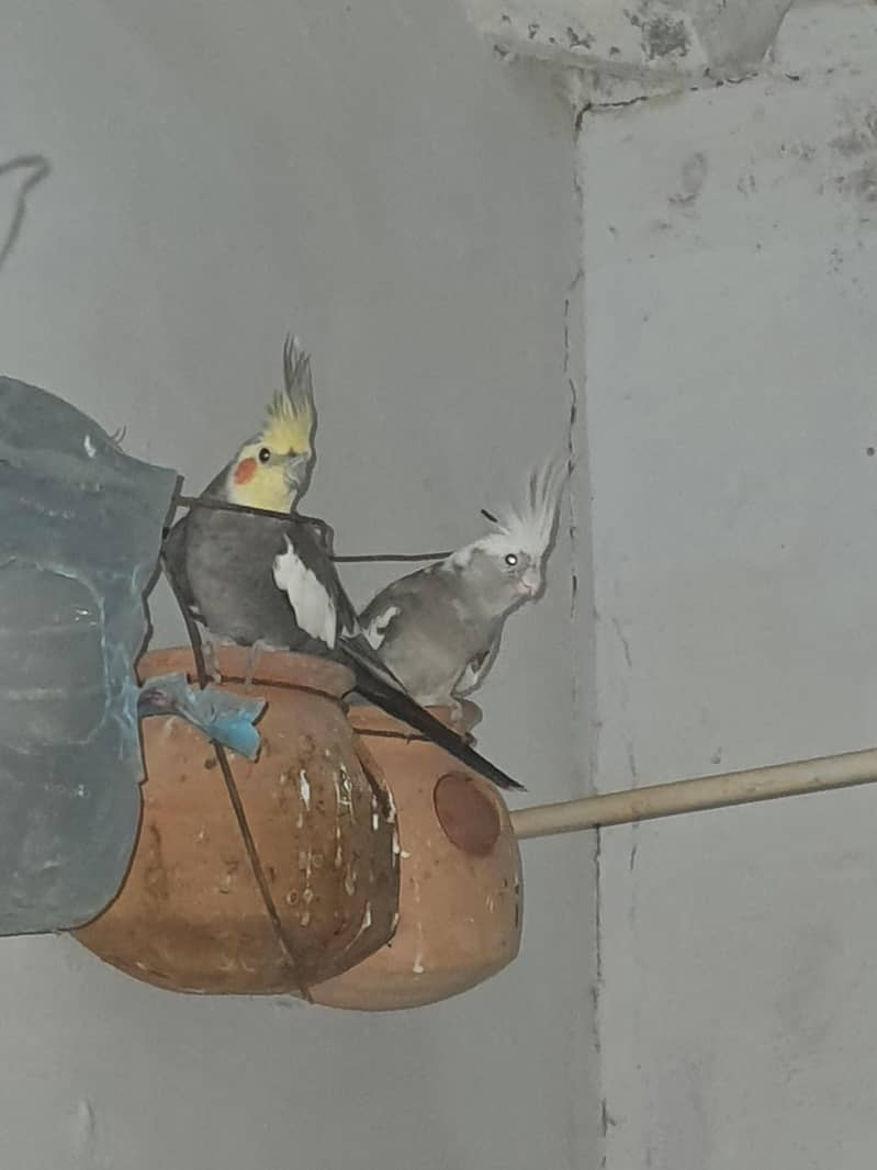 Cocktail pair 0