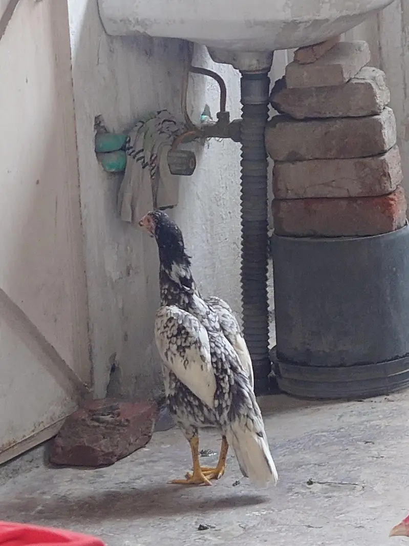 Aseel mianwali murgi pure — photo 2