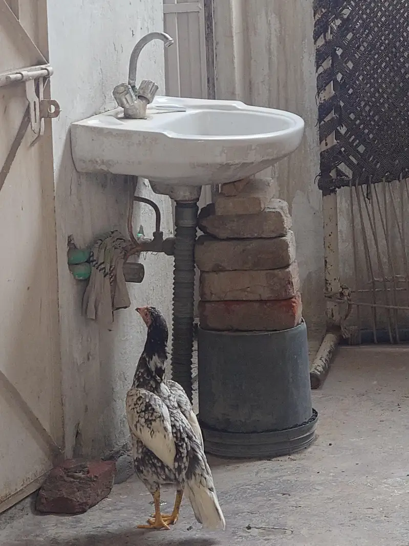 Aseel mianwali murgi pure — photo 3