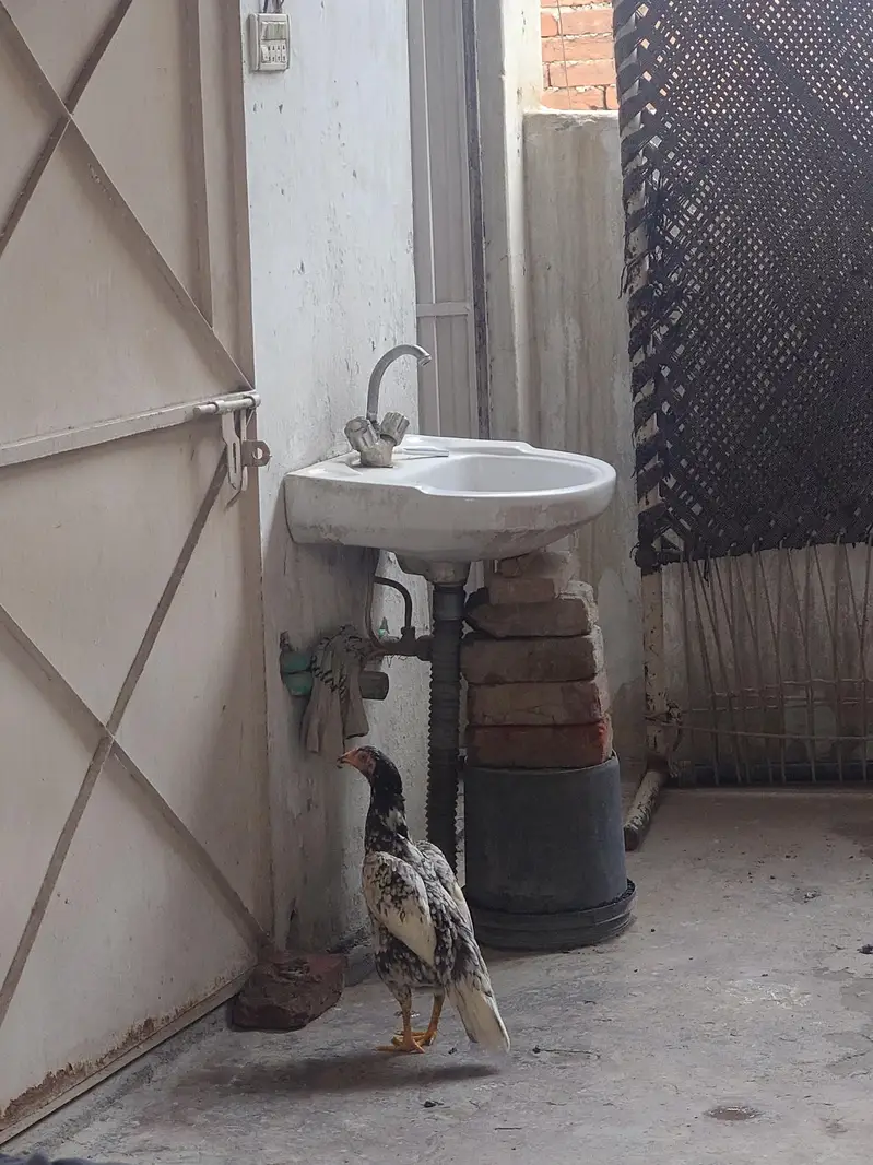 Aseel mianwali murgi pure — photo 4