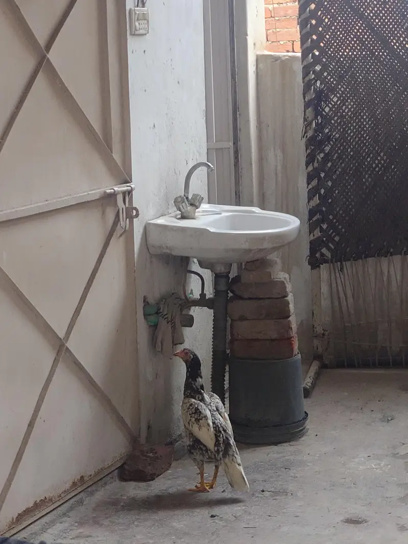 Aseel mianwali murgi pure — photo 5