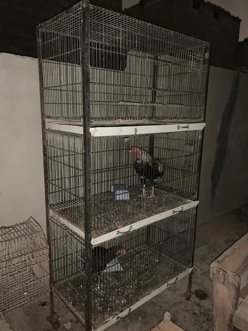 cage pinjra full size