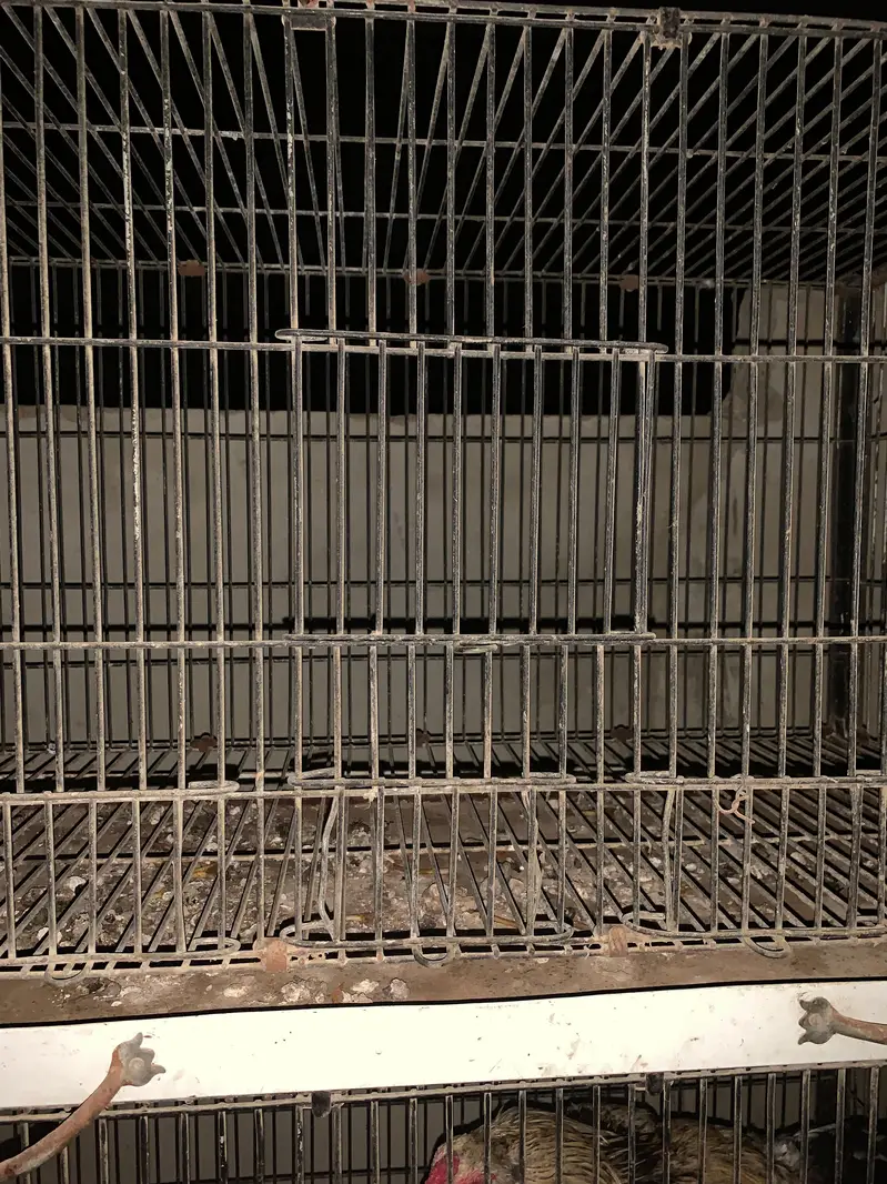 cage pinjra full size — photo 2