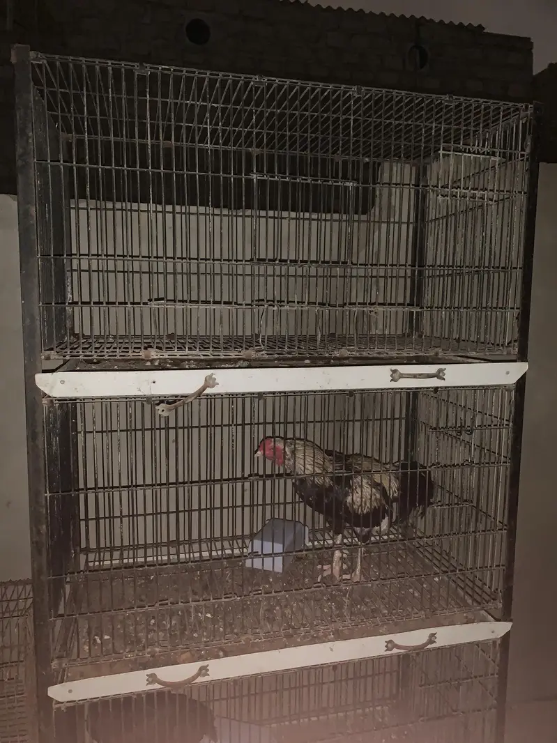 cage pinjra full size — photo 3