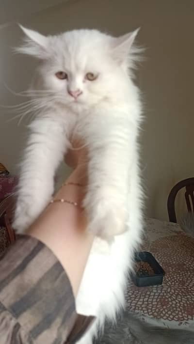 Persian Kittens for Sale | 2.5 Months | Grey Male & White Female