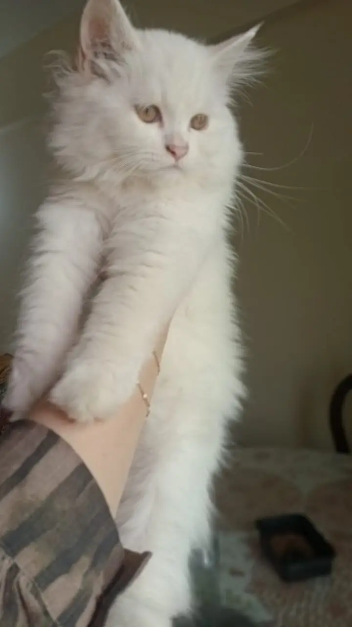 Persian Kittens for Sale | 2.5 Months | Grey Male & White Female — photo 2