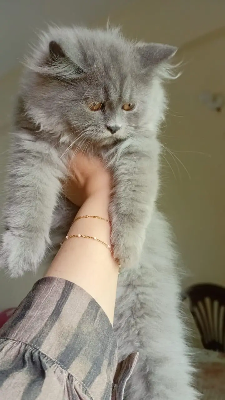 Persian Kittens for Sale | 2.5 Months | Grey Male & White Female — photo 3