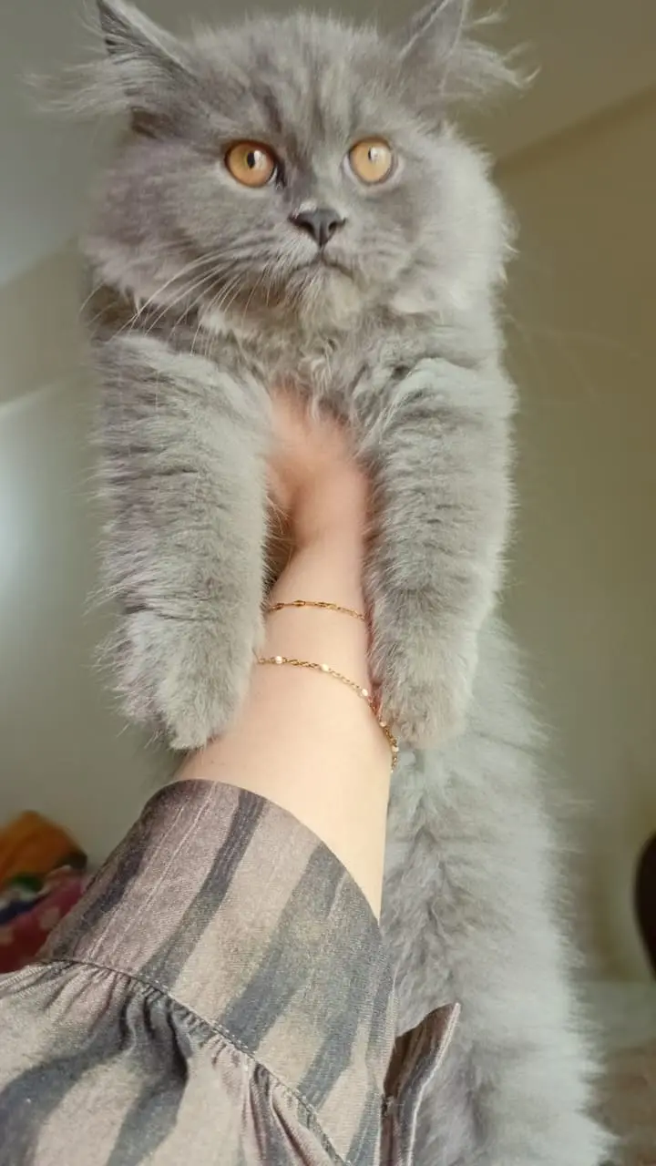 Persian Kittens for Sale | 2.5 Months | Grey Male & White Female — photo 4